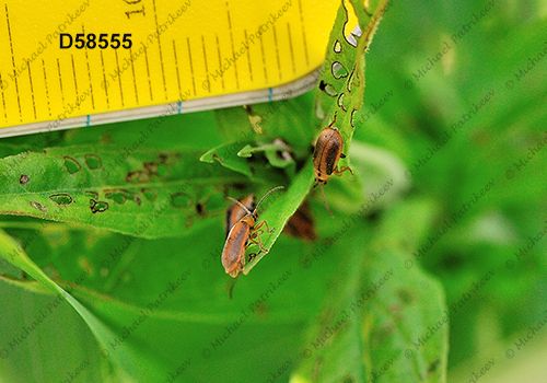 Neogalerucella calmariensis